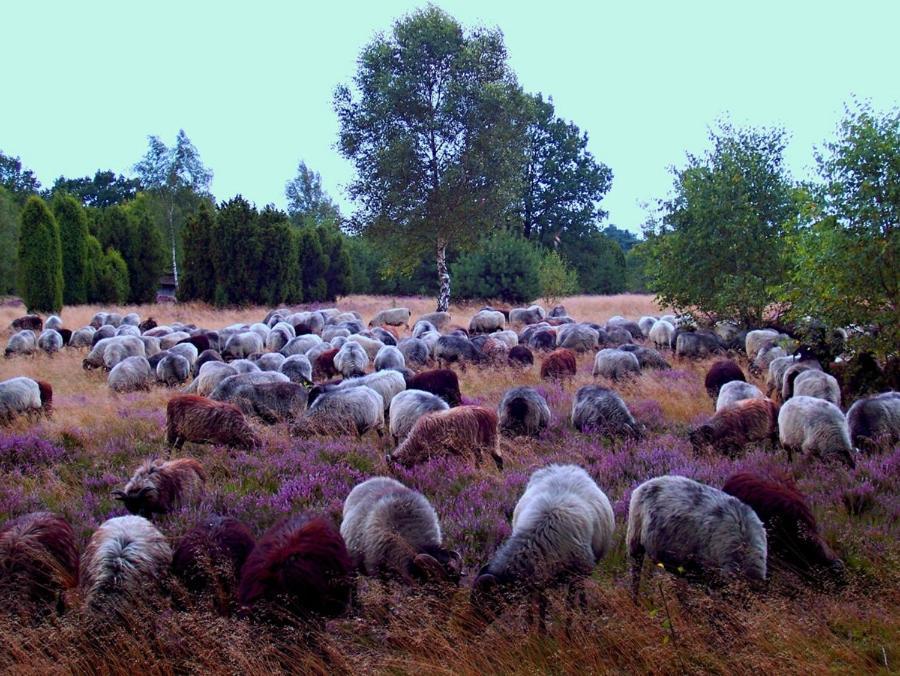 Landgasthof Heidetal Betzendorf ภายนอก รูปภาพ